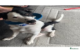 Border Collie dogs for stud: Beautiful border collie for stud -proven in Southampton - Image 2