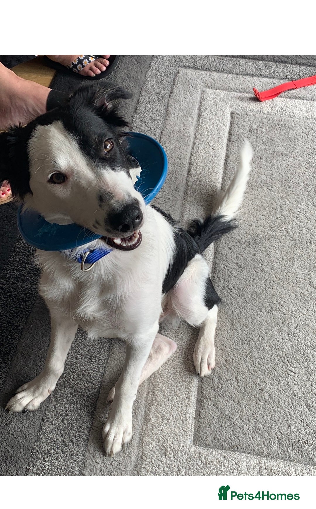 Border Collie dogs for stud: Beautiful border collie for stud -proven in Southampton - Image 2