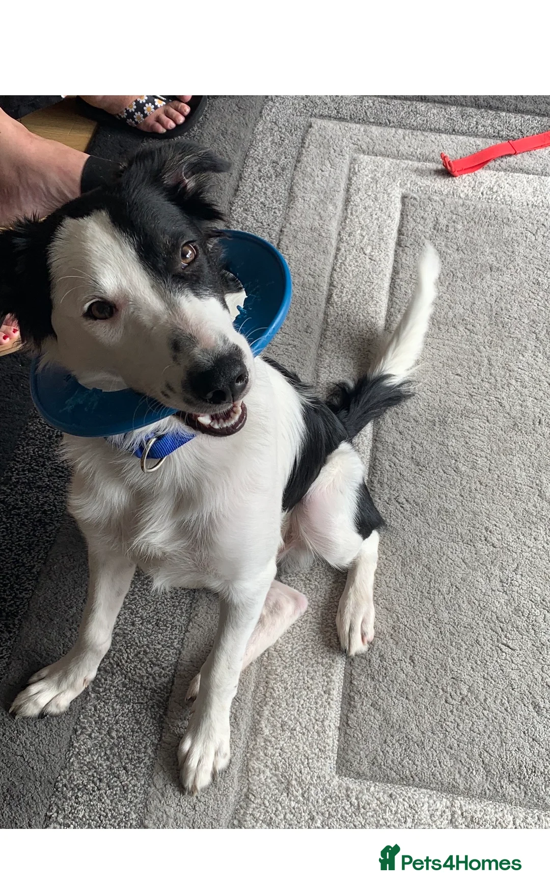 Border Collie dogs for stud: Beautiful border collie for stud -proven in Southampton - Advert 2