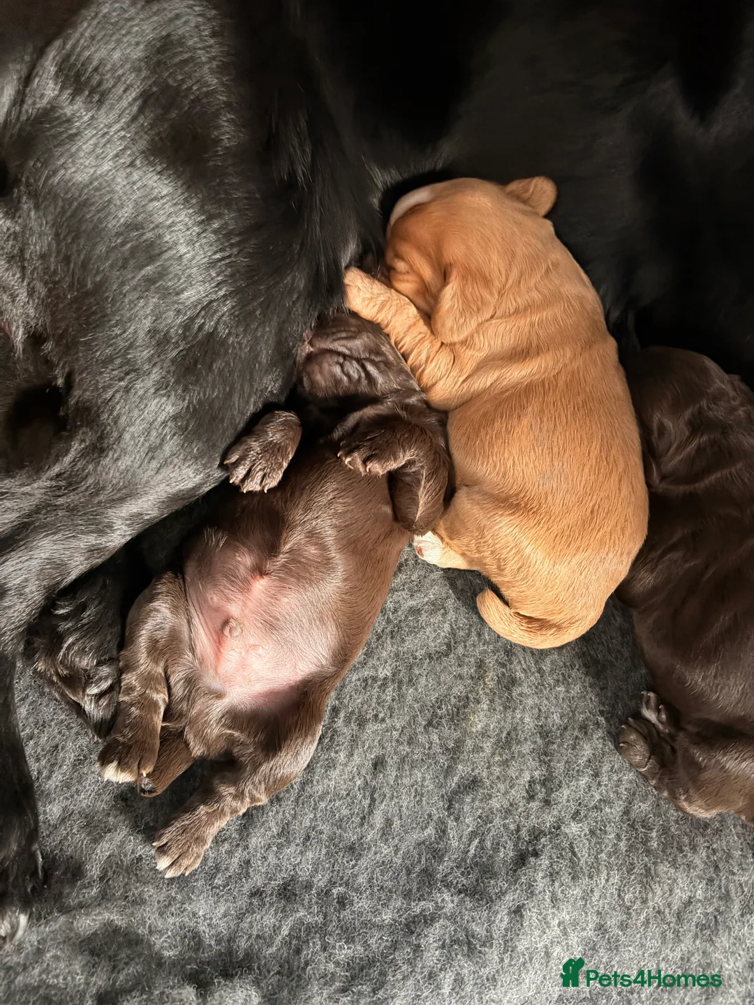 Cocker Spaniel dogs for sale: Working cocker spaniels - Advert 2