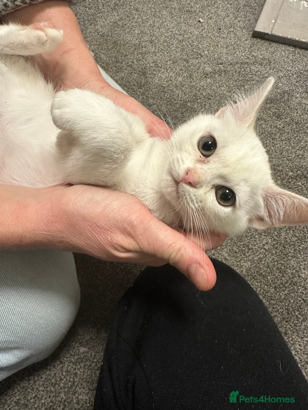 Burmese cats for sale: GCCF registered pedigree kittens  - Advert 2