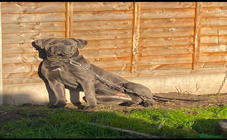 Cane Corso dogs - Advert 1