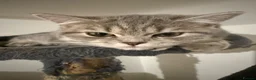 British Shorthair cats for sale: 🐾 British Shorthair × British Longhair Kittens 🐾 - Advert 20