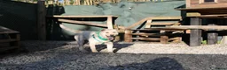 Mixed Breed dogs for adoption: ❤️🐶 LAIMA – TOO SMART AND WELL BALANCED in Burton-on-Trent - Advert 23