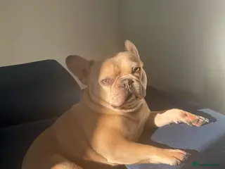 French Bulldog dogs mimi - Advert 1