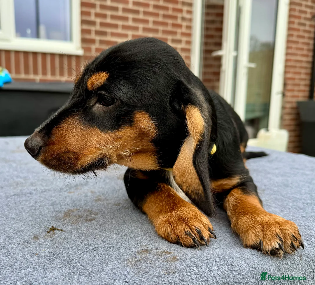 Dachshund dogs for sale: Dachshund puppies standard, wired-haired & smooth - Advert 35