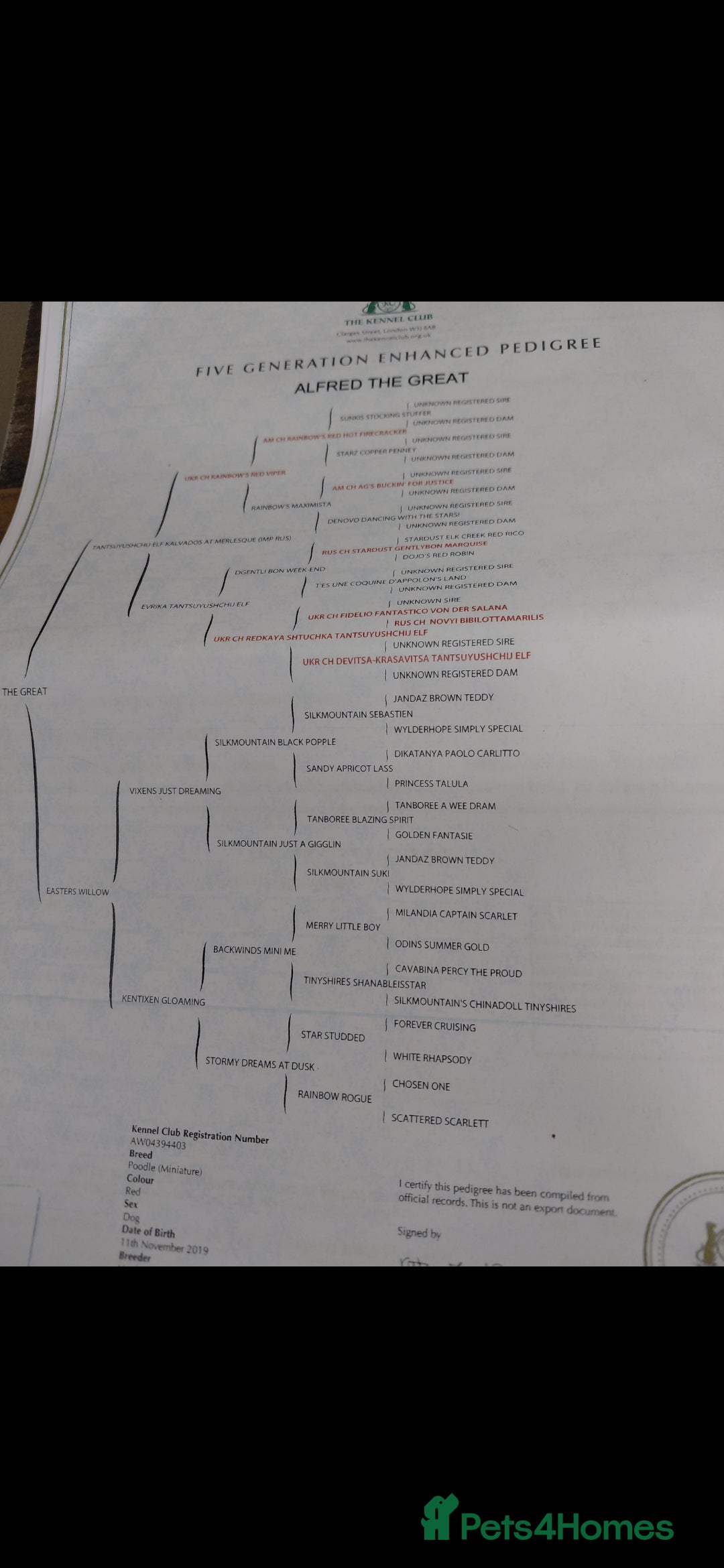 Cockapoo dogs for sale: Beautiful Cockapoo Puppies - Advert 16
