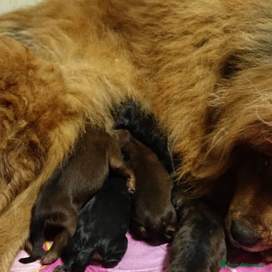 Tibetan Mastiff dogs for sale:  Beautiful Tibetan Mastiff puppies available - Image 8