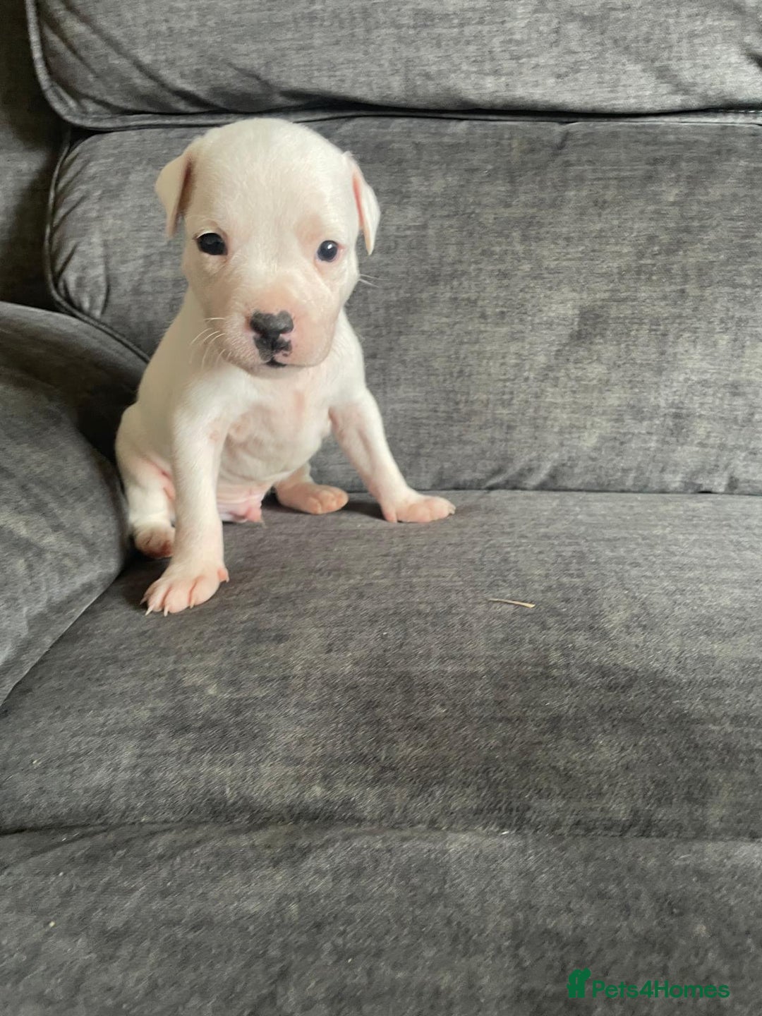 Staffordshire Bull Terrier dogs for sale: Beautiful staff pups for sale - Image 6