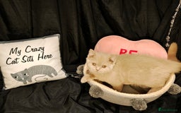 British Shorthair cats for sale: Fawn male Shorthair Tica  - Image 11