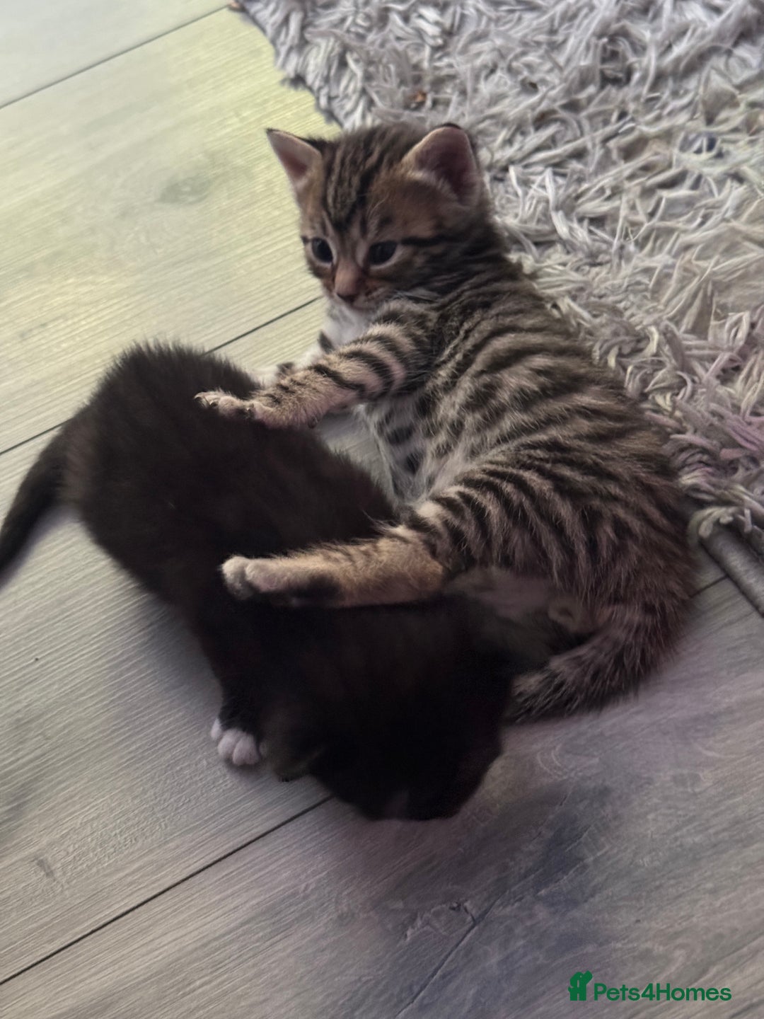 British Shorthair cats for sale: Kittens Ready to go  - Image 11