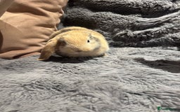 French Lop rabbits for sale: Pure bred French lop bunnies - Image 12