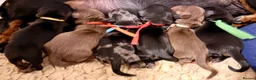 Miniature Dachshund dogs for sale: Beautiful pedigree miniature dachshund  - Advert 3