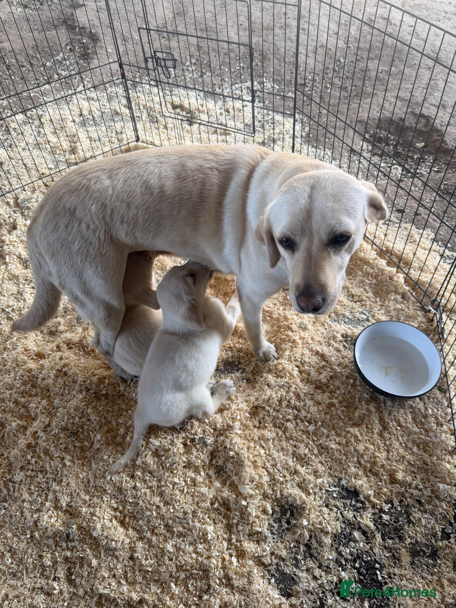Labrador Retriever dogs Stunning Labrador/Retriever pups  - Advert 1