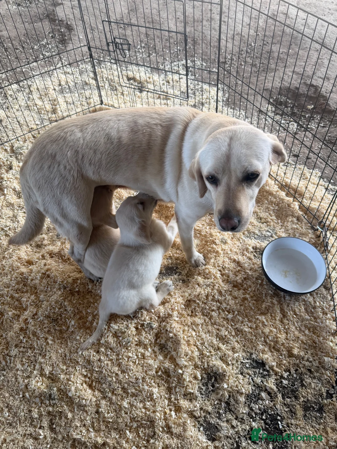 Labrador Retriever dogs for sale: Stunning Labrador/Retriever pups  - Advert 1