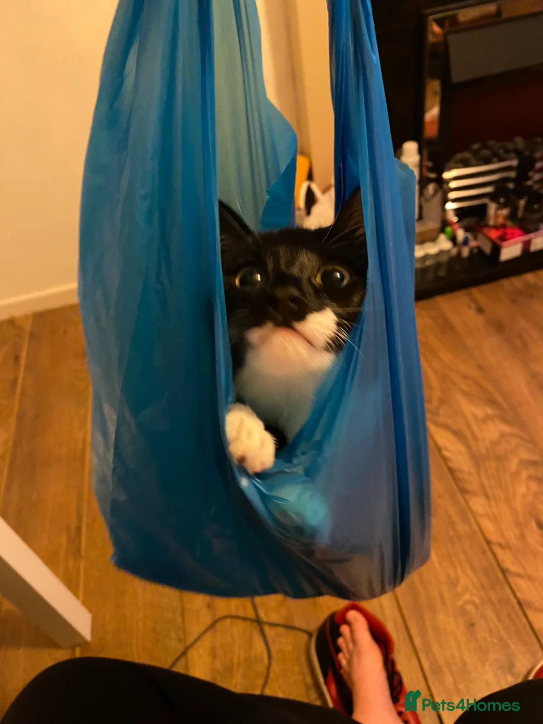 Domestic Shorthair cats for sale: Lilly  in South Shields - Advert 2