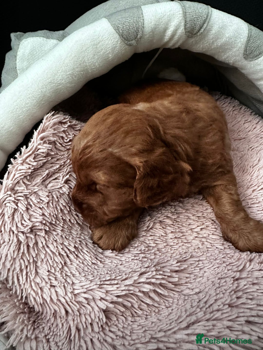 Doxiepoo dogs for sale: Stunning Doxiepoo Puppies for sale  - Advert 12