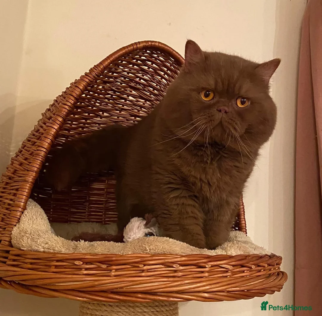 British Shorthair cats for stud: CINNAMON QUADRUPLE GRAND CHAMPION STUD  in Stoke-on-Trent - Advert 4