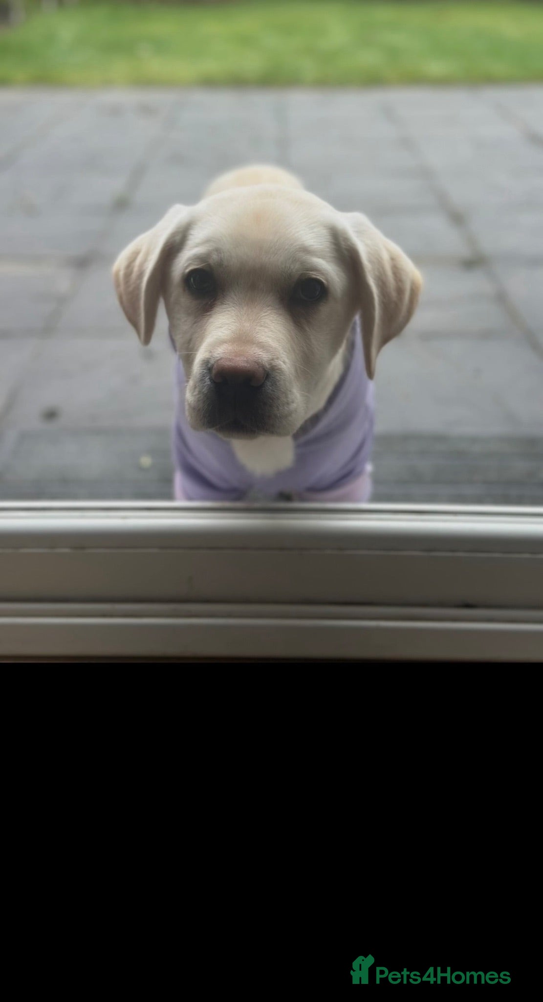 Labrador Retriever dogs Beautiful Labrador - Advert 18