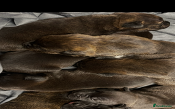 Mixed Breed dogs for sale: Staffy X Rottweiler puppies for sale - Image 10