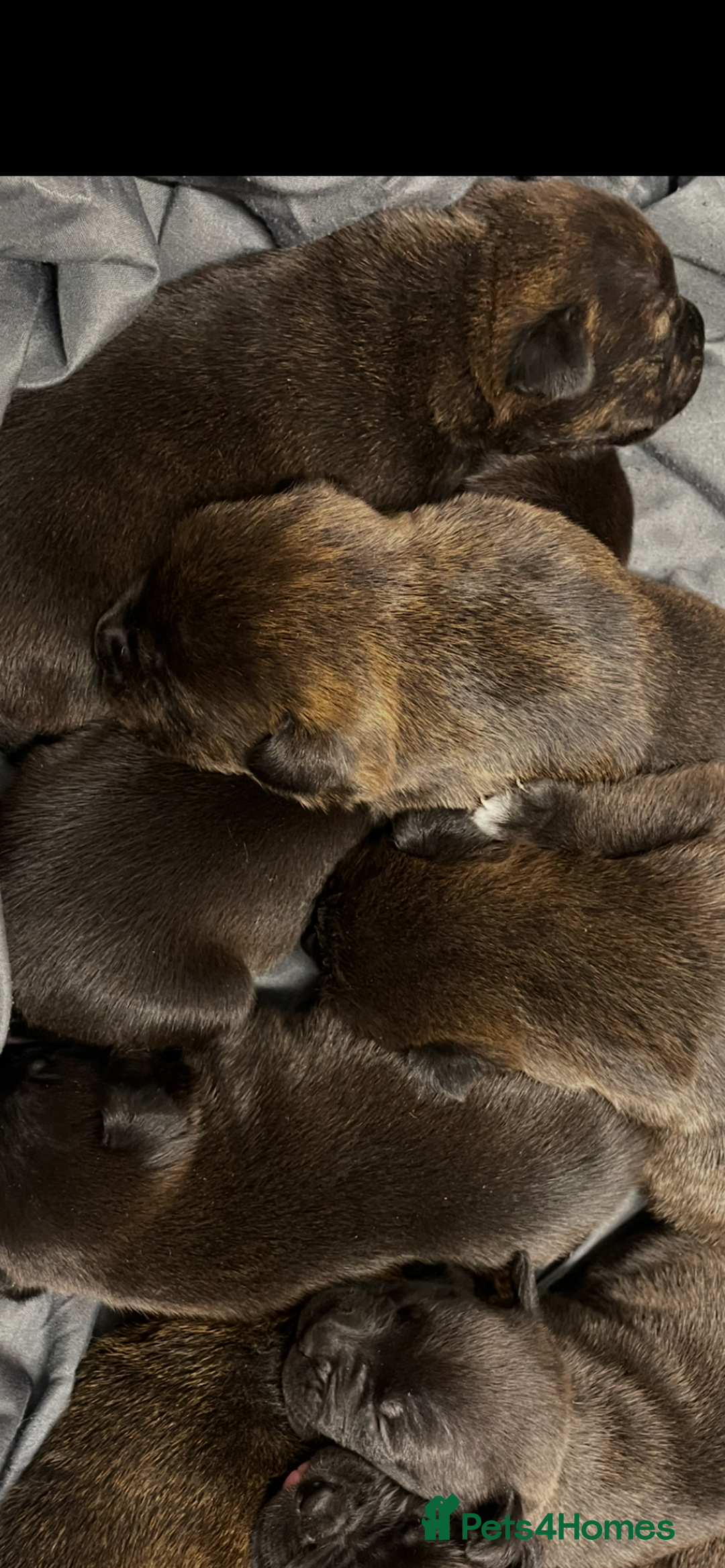 Mixed Breed dogs for sale: Staffy X Rottweiler puppies for sale - Image 10