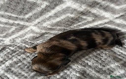 Miniature Dachshund dogs for sale: Beautiful Miniature Dachshunds  - Image 13