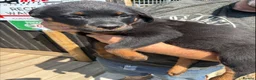 Rottweiler dogs for sale: rottweiller pups - Advert 3