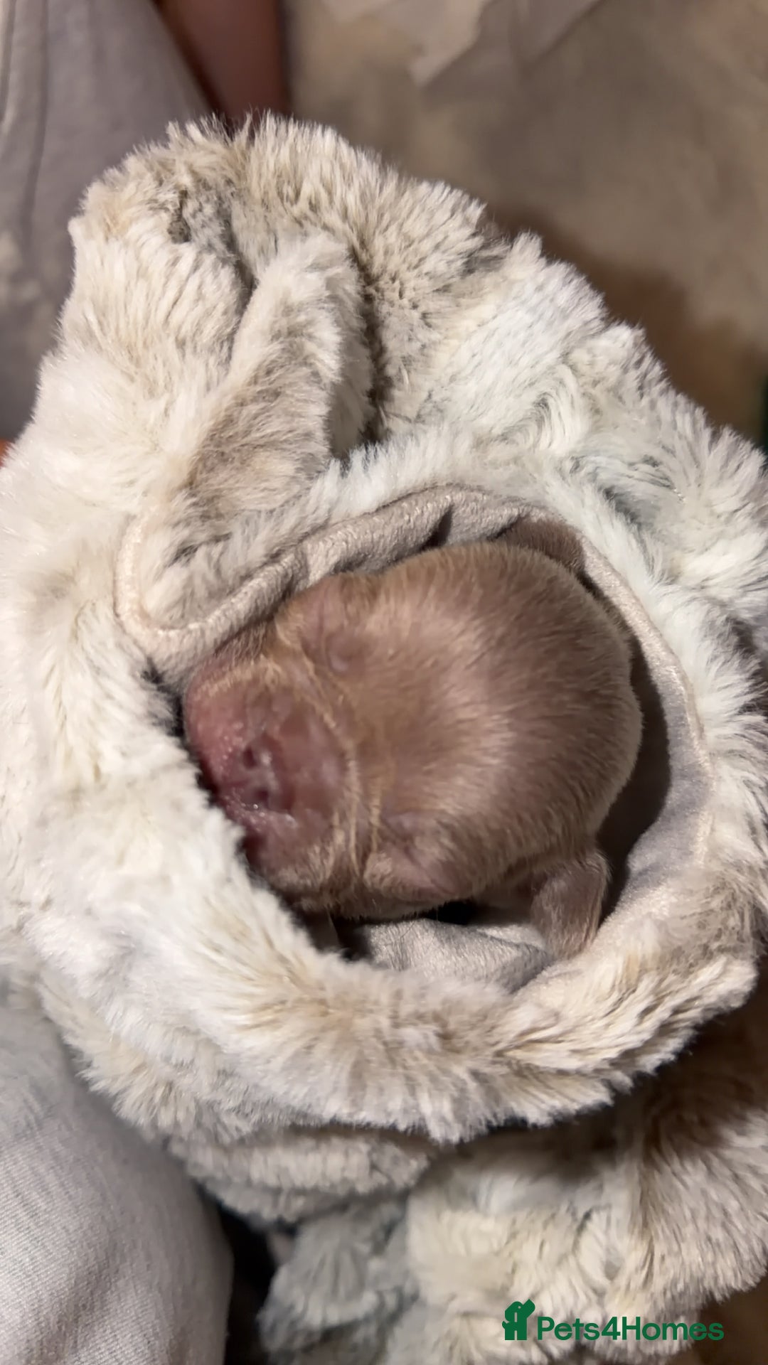 French Bulldog dogs for sale: Gorgeous Lilac, Pink Isabella, & Blue Frenchies - Advert 23