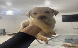 Labrador Retriever dogs for sale: Full breed Labrador retriever puppy’s  - Image 26