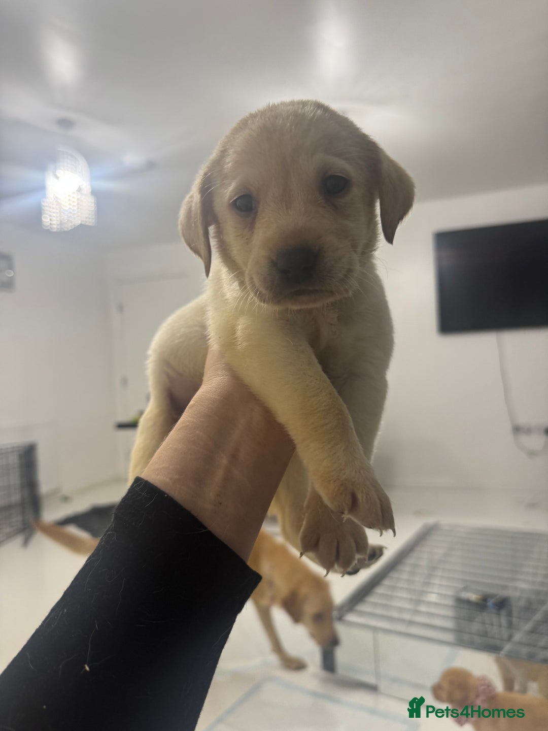 Labrador Retriever dogs for sale: Full breed Labrador retriever puppy’s  - Image 26