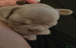 French Bulldog dogs for sale: Isabella & lilac & tan chunky frenchies - Advert 16