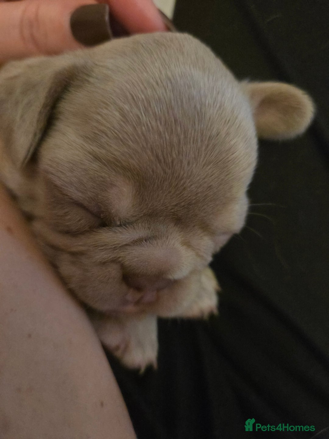 French Bulldog dogs for sale: Isabella & lilac & tan chunky frenchies - Advert 16