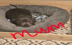 Staffordshire Bull Terrier dogs for sale: Kc reg Blue Staffordshire bull terrier puppies  - Image 2