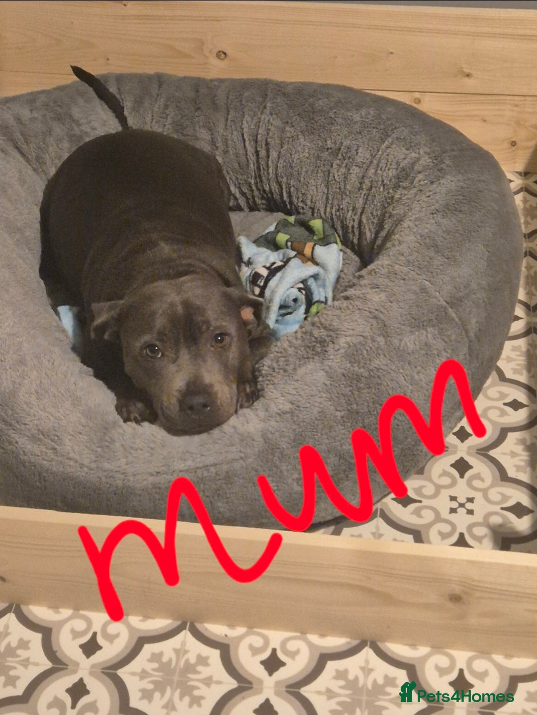 Staffordshire Bull Terrier dogs for sale: Kc reg Blue Staffordshire bull terrier puppies  - Image 2