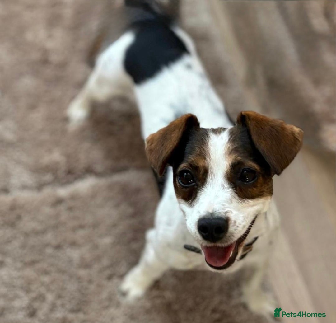 Jack Russell dogs for sale: Miniature Jack Russell Puppies… - Advert 20