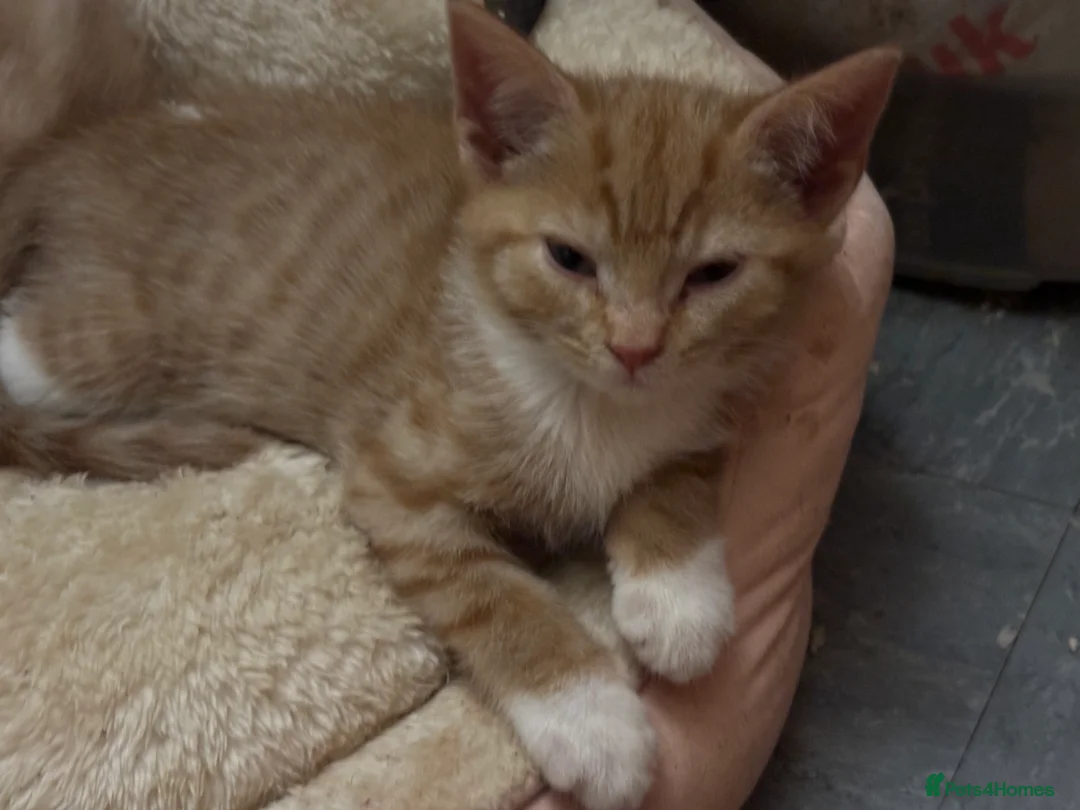 Mixed Breed cats for sale: Adorable Fluffy Kittens - Advert 38