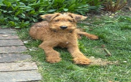 Irish Terrier dogs for sale: Beautiful Irish Terrier Pup for sale (9months old) - Image 6