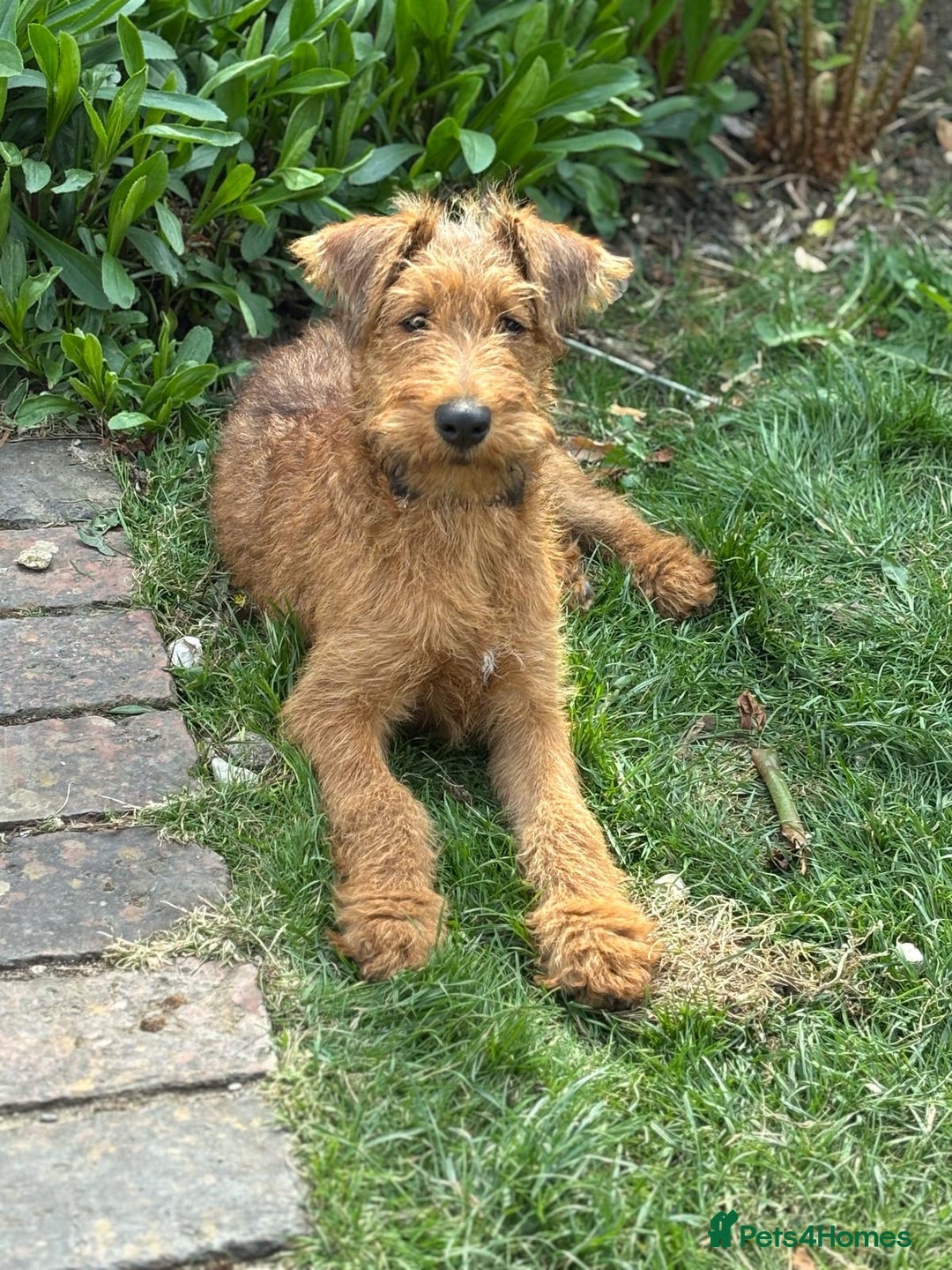 Irish Terrier dogs for sale: Beautiful Irish Terrier Pup for sale (9months old) - Image 6