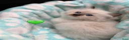 Ragdoll cats for sale: 🐾 GCCF Registered Ragdoll Boys ✨ Champion Lines - Advert 7