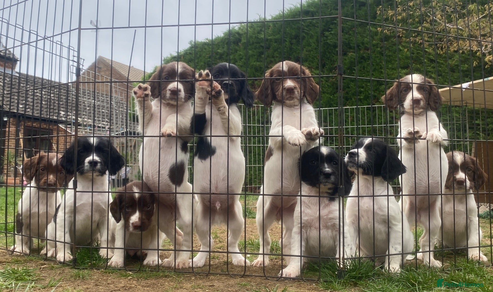 English Springer Spaniel dogs 3x MALES, IR FTCH Sired springer spaniel puppies  - Advert 1