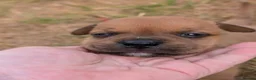 Staffordshire Bull Terrier dogs for sale: KC Red Staffords  - Advert 4