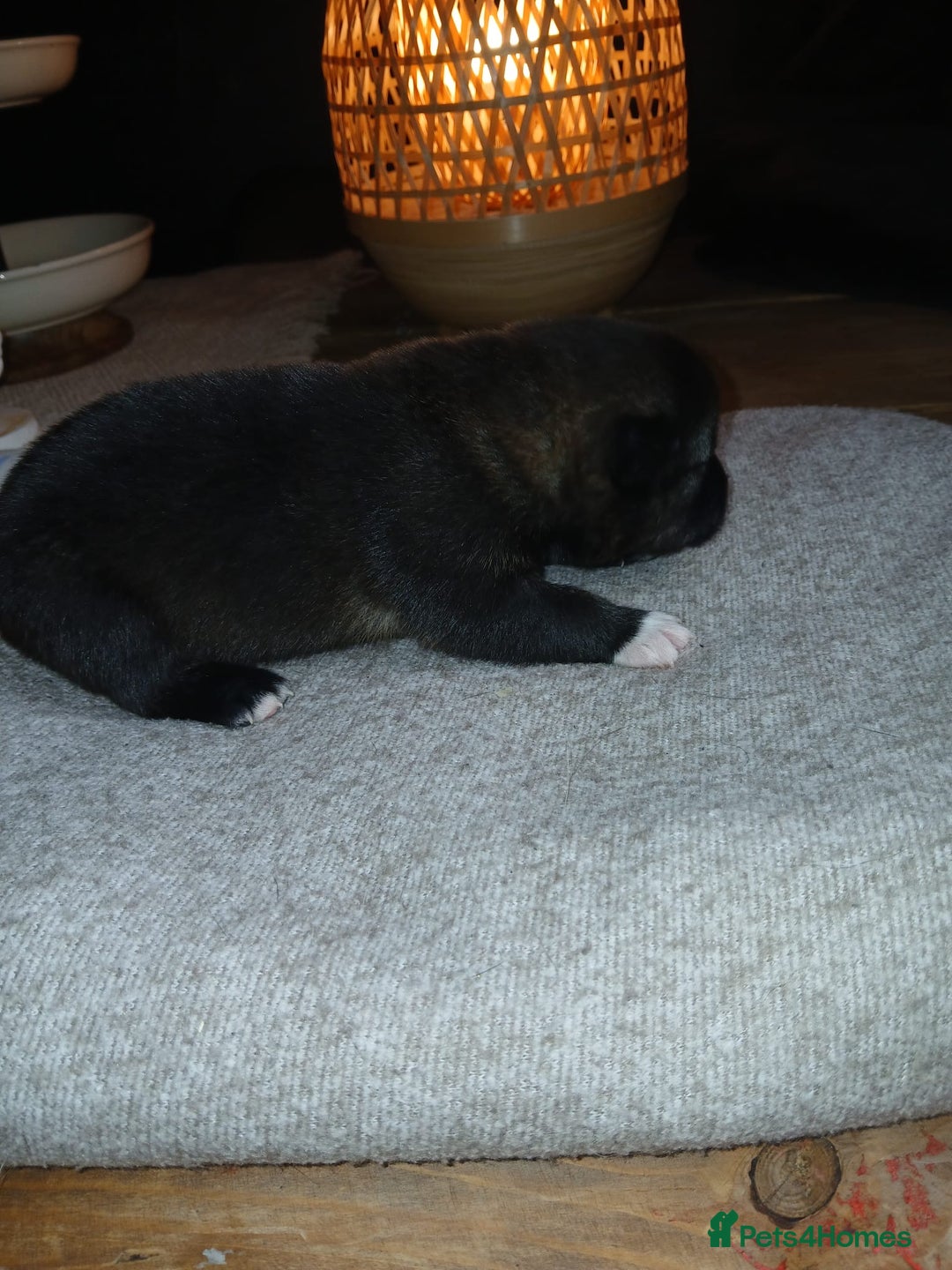Akita dogs for sale: American Akita puppies on the way 21st of November - Advert 11