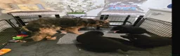 German Shepherd dogs for sale: Stunning German Shepherd puppies - Advert 2