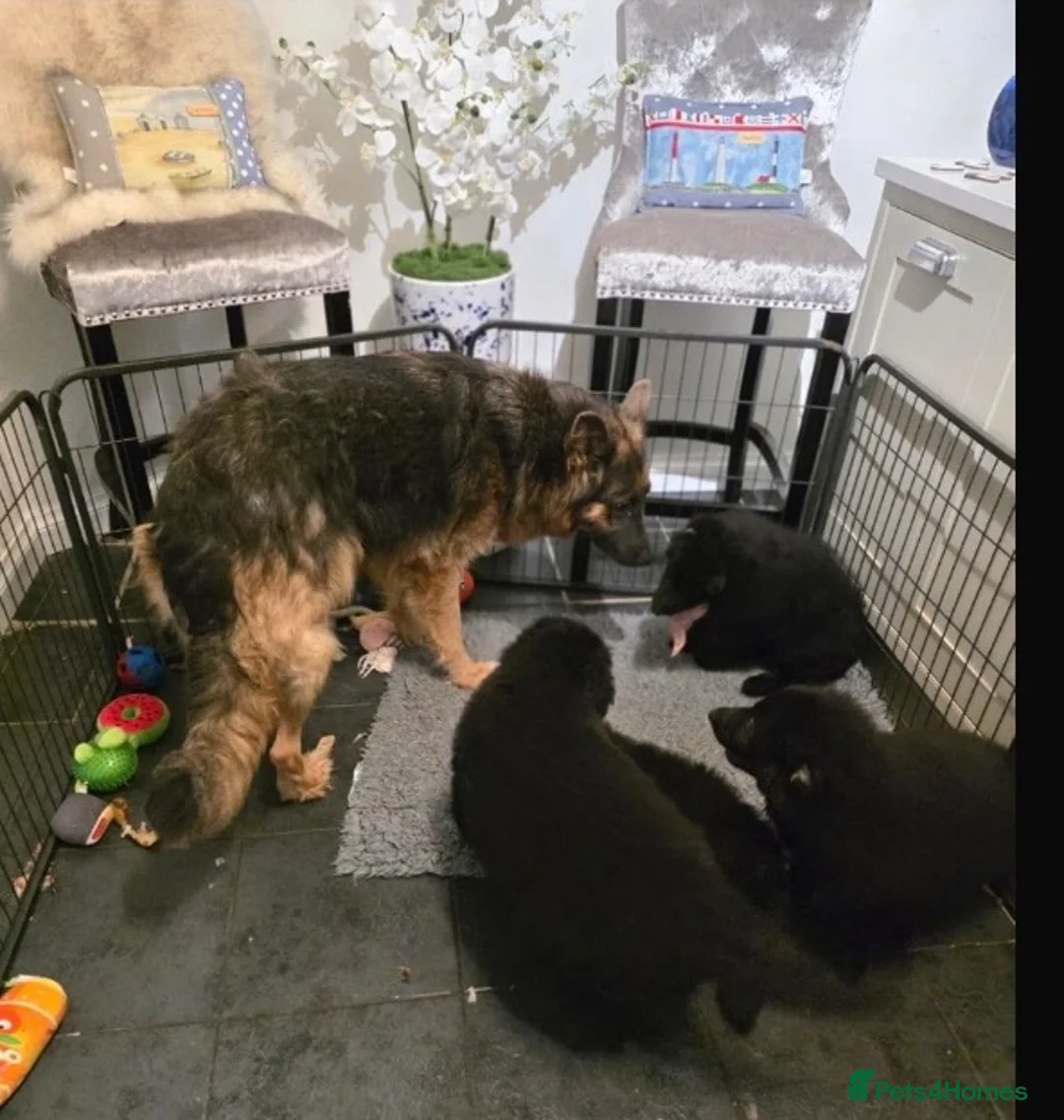 German Shepherd dogs for sale: Stunning German Shepherd puppies - Advert 2