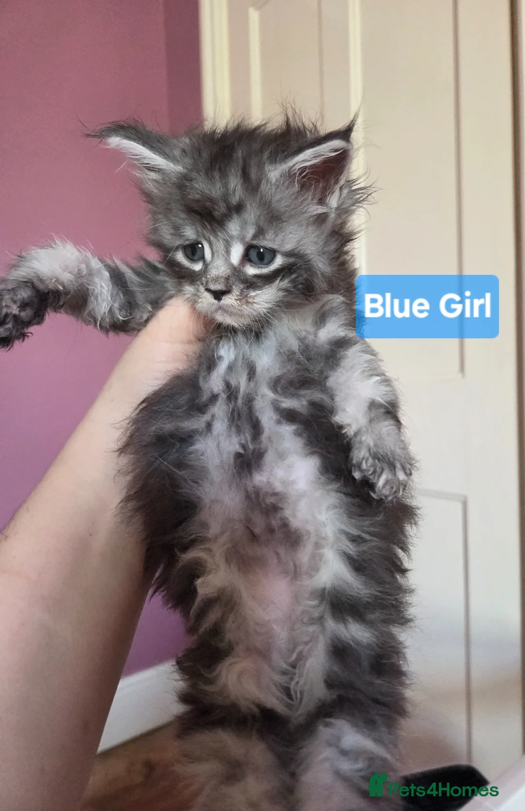 Maine Coon cats for sale: Mainecoon Kittens Tica Reg - Advert 11