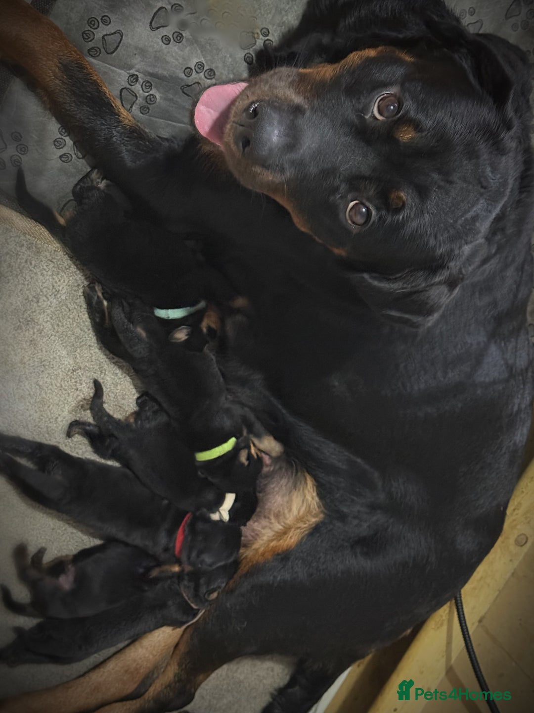Rottweiler dogs for sale: Rottweiler puppies looking for a forever home - Image 13