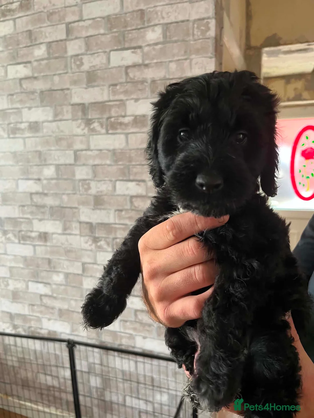 Mixed Breed dogs for sale: 5 mixed breed puppies  - Advert 2