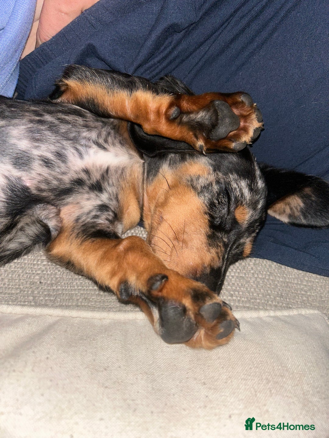 Miniature Dachshund dogs for sale: Lovely 6 month old girl for sale  - Advert 3