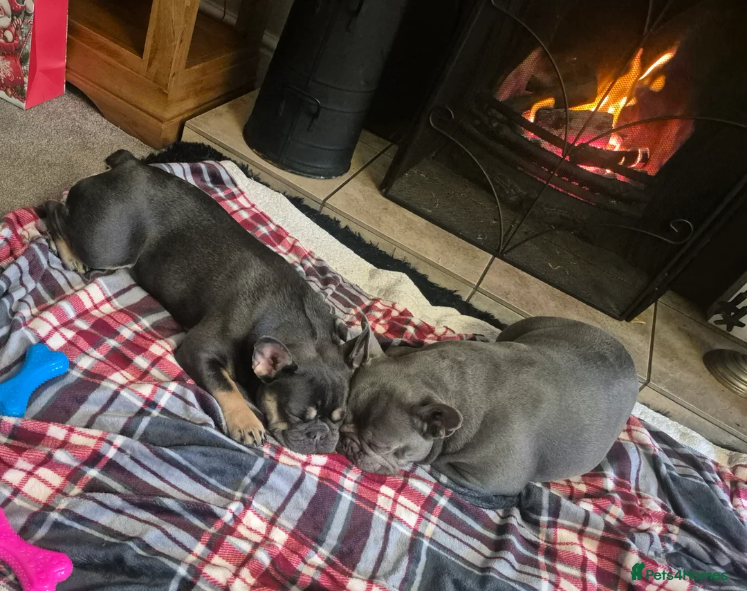 French Bulldog dogs for sale: Sooty the frenchie - Advert 1