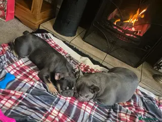 French Bulldog dogs Sooty the frenchie in Solihull - Advert 1